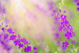 Fototapeta Kwiaty - Summer background with flowers. Purple and pink wild flowers
