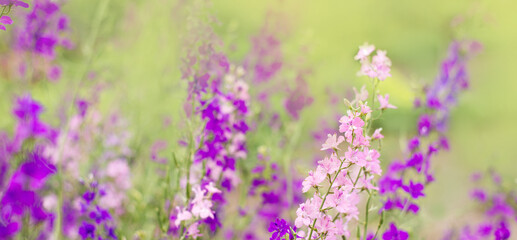 Wall Mural - Purple and pink wildflowers. Summer photo