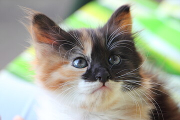 Cute tricolor white-black-brown kitten close-up looking sideways