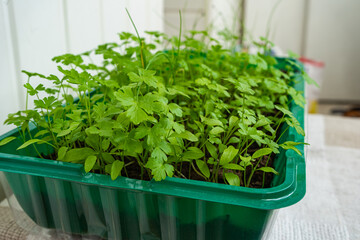 young and fresh herbs with dew drops. Green parsley with drops on the leaves. Wet parsley.