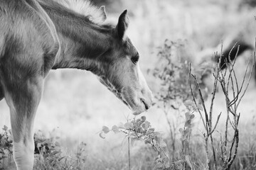 Canvas Print - Grayscale shot of a beautiful horse grazing in a meadow