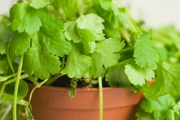 Canvas Print - Coriander fresh leaves in the brown pot