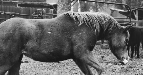 Poster - Grayscale shot of a beautiful horse in the farm pasture