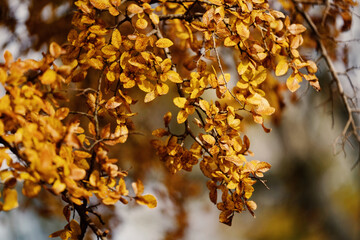 Wall Mural - Autumn tree leaves during fall season close up for foliage color.
