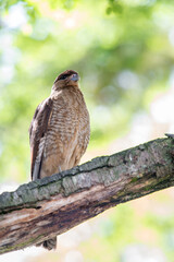 it's kestrel on a branch of the tree