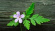 Bodziszek cuchnący - geranium robertianum