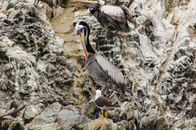 It's Many Pelicans Over The Rock Of The Ballestas Islands, Peru,