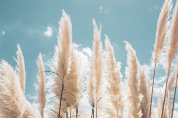 pampa grass with light blue sky and clouds