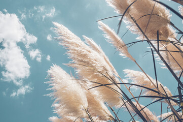 Wall Mural - Pampa grass with light blue sky and clouds