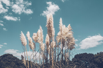 Wall Mural - Pampa grass with light blue sky and clouds