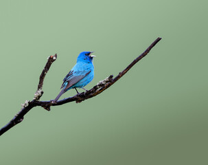 indigo bunting on tree branch in spring on green background