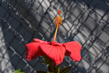 Profile Of Red Hibiscus