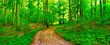 Panoramic view of the path in the middle of a bright forest