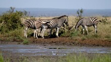 Group Of Zebras Standing On The Edge Of The Waterhole In Kruger National Park In South Africa.  -wide Shot