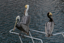 Three Brown Pelicans Perched On A Boat Bow Railing.