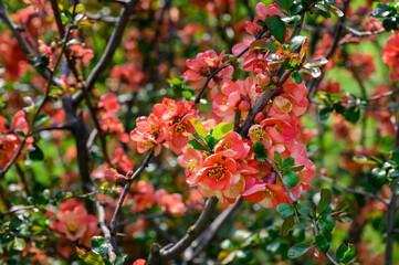 Canvas Print - Chaenomeles japonica - Pink flowers of an ornamental shrub on the branches.