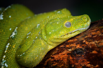 Poster - Green snake on branch  in tropical garden 