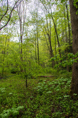  Pennsylvania forest landscape