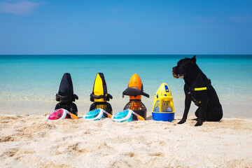 Diving equipment. Dog guards underwater scooter on the beach