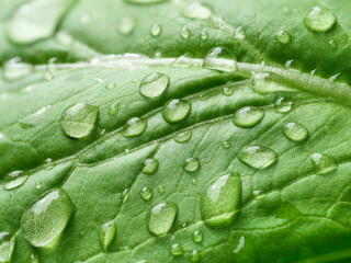 Water drop on green leaf / closeup texture for nature and abstract background