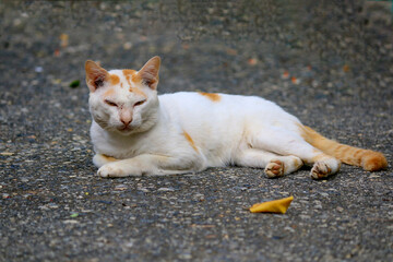 Close-up of a white cat lying on the street  