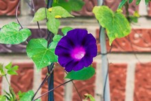 Closeup Shot Of A Purple Morning Glory Flower With A Blurred Background