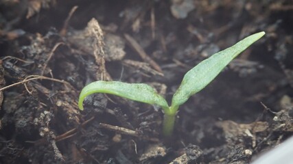 Sticker - Selective focus shot of a growing plant with soil on the background