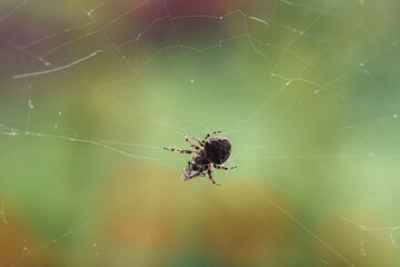 Extreme closeup of a spider in the middle of its web against a green background