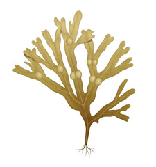 Bladderwrack (Fucus vesiculosus)