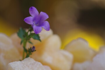 Wall Mural - selective focus of the beautiful purple barleria cristata flower