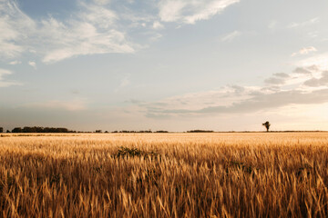 
rye field