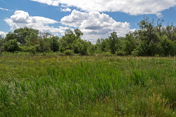 Wild nature. Spring picture. Green forest and grass.