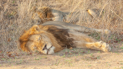 Wall Mural - Male Lions Sleeping After a Kill