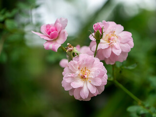 Sticker - Close up pink of Damask Rose flower with blur background.