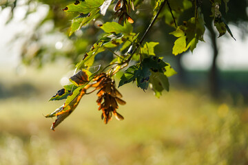 Green and brown autumn leaves 