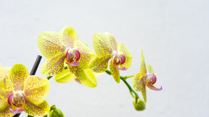 yellow  orchid macro isolated on white background. Close up of beautiful orchid flowers. 