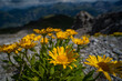 Ochsenauge Buphthalmum salicifolium, Schweizer Alpen Arosa Weisshorn Graubünden 