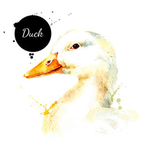 Watercolor Hand Drawn Duck Head Illustration. Vector Painted Sketch Isolated On White Background