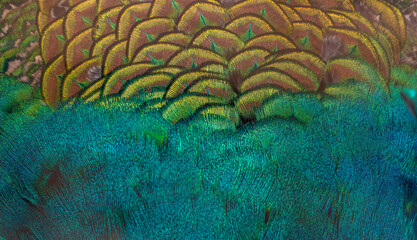  Closeup peacock feathers ,Beautiful background, wallpaper, texture