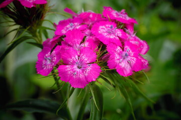 Sticker - pink flowers in the garden