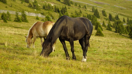 horse in the field