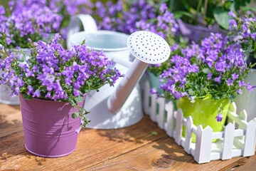 Wall Mural - Outdoor gardening plants and tools on old wood table