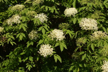 Sticker - Black elder blooms in the garden. Flower buds and flowers of the Black Elder in spring.