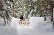 © romylee - Dog sledding in Quebec