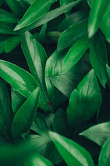  Green leaves as a background image. Top view. Copy, empty space for text