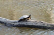 schildkröte auf baumstumpf