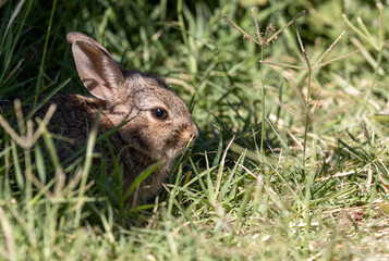 Cute Young Cottontail Rabbit