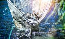 Trouts Fishing With Coopnet. Fish Caught In A Fishing Net
