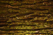 © Thamires - Tronco de Jacareuba_ Calophyllum brasiliense