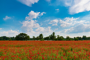 Wall Mural - Colorful field with red poppies.